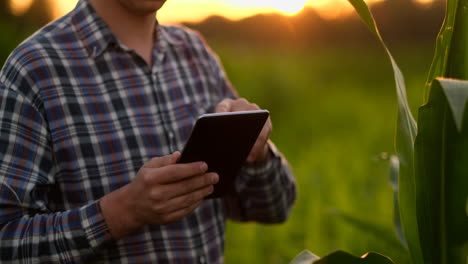 Lens-flare:-Farmer-using-digital-tablet-computer-in-cultivated-soybean-crops-field-modern-technology-application-in-agricultural-growing-activity